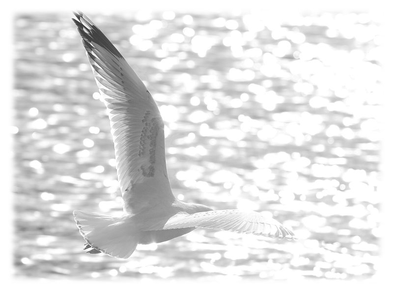 HighKeyGull