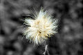 Winter Dandelion