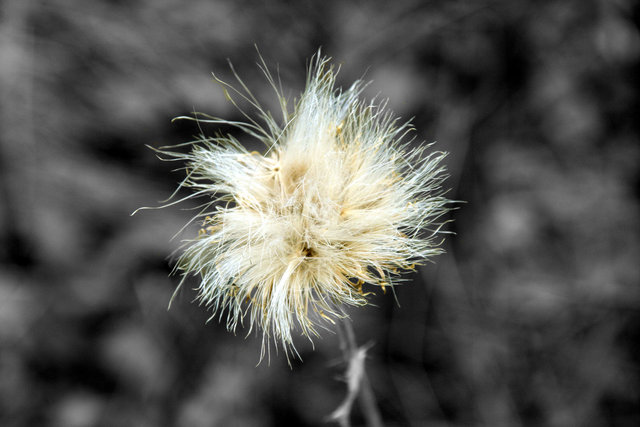 Winter Dandelion