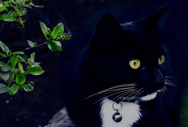 Blue Shadow