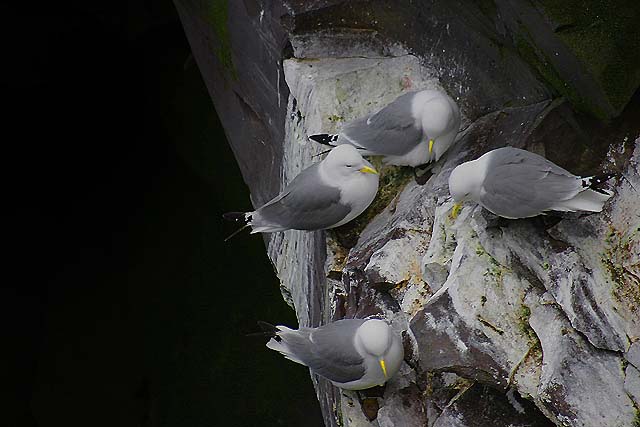 Birds on a sea cliff