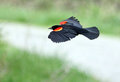 In Flight