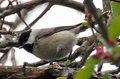 Carolina Chickadee dee dee