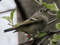 Ruby Crowned Kinglet