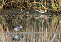 Lesser Yellow Legs