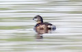 Pied Billed Grebe