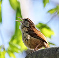 Carolina Wren