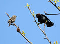 Brown Headed Cowbird