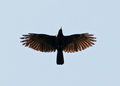 American Crow