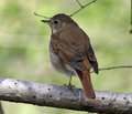 Hermit Thrush