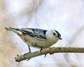 White Breasted Nuthatch