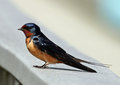 Barn Swallow