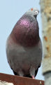 Rock Dove (Pigeon)