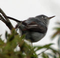 Blue-gray Gnatcatcher