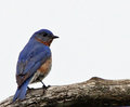 Eastern Bluebird
