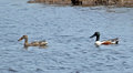 Northern Shovelers