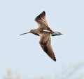 Short Billed Dowitcher