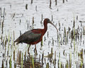 Glossy Ibis