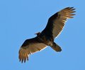 Turkey Vulture