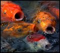 Koi