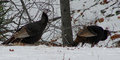 Winter Hens