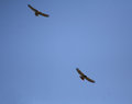 Soaring Red Tail Hawks