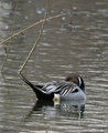 Preening