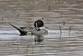 Northern Pintail