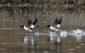 Merganser two-step