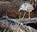 Gator in Trouble (land of the giants)