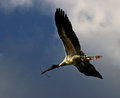 Woodstork 1