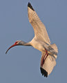 White Ibis