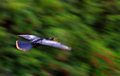 Anhingha Blur