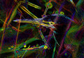 Neon Heron