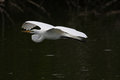 Silent Glide
