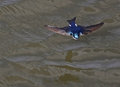 Barn Swallow