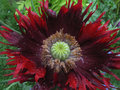 Red Feathers