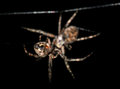 Spider Fight