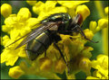 The Ambushed Fly