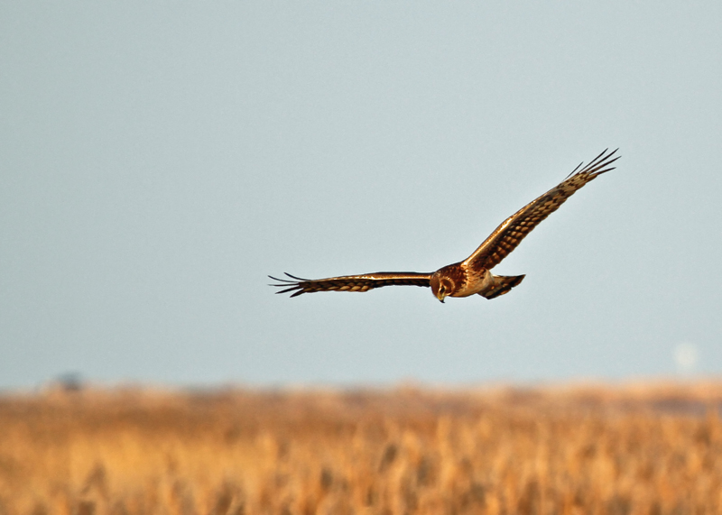 IMG_8161 copy