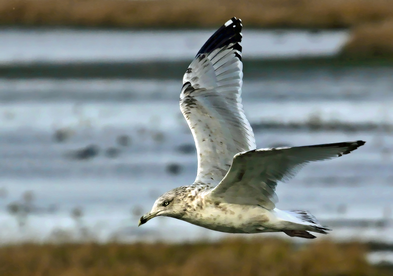IMG_4102-1-copy-2-copysfw