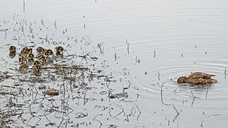 Mallard-family