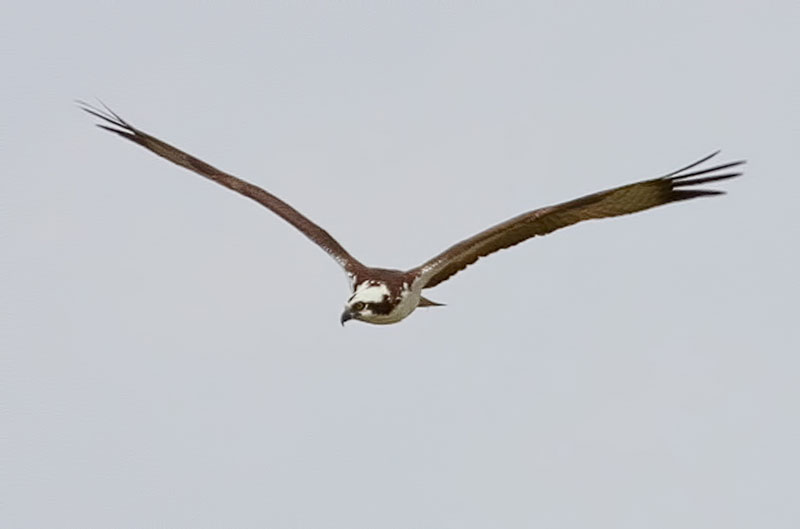 Osprey