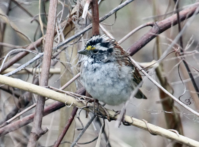 White Throated Sparrow