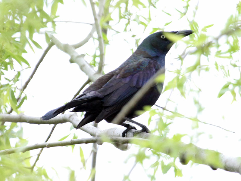 Common Grackle