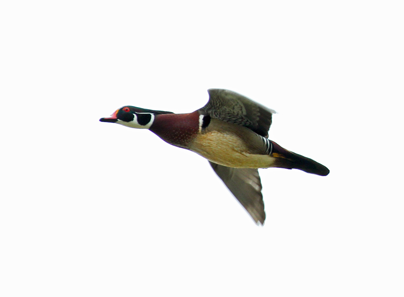 Wood Duck (male)