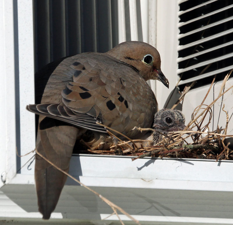 Mourning Dove and baby