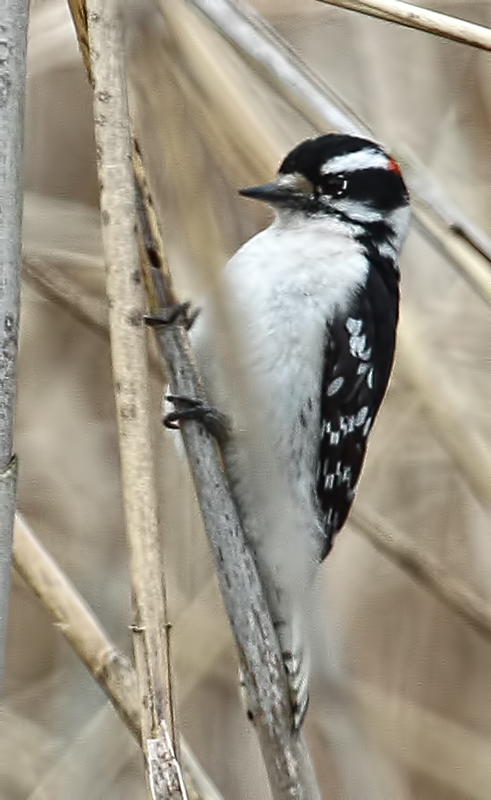 Downy Woodpecker (male)