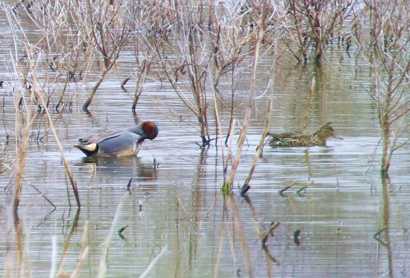 Green Wing Teal