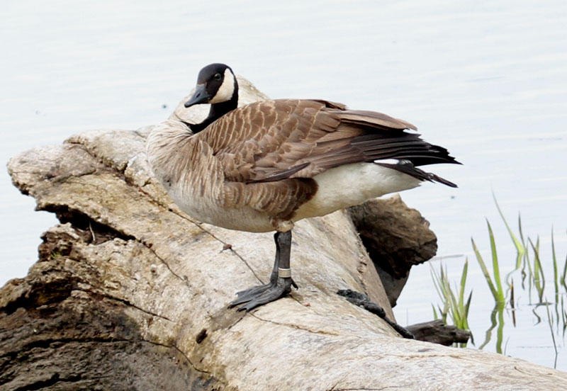 Canadian Goose